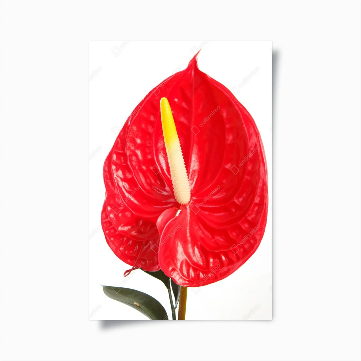 Poster leuchtendes rotes anthurium – Wallnifity®