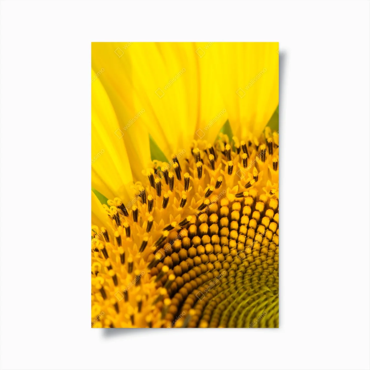 Poster goldene sonnenblume nahaufnahme – Wallnifity®