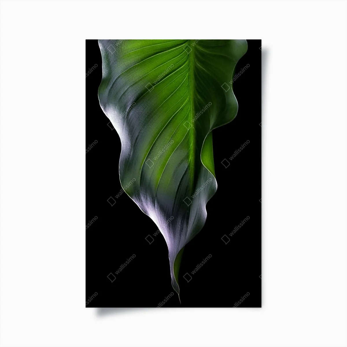 Poster elegantes grünes blatt auf schwarzem hintergrund – Wallnifity®