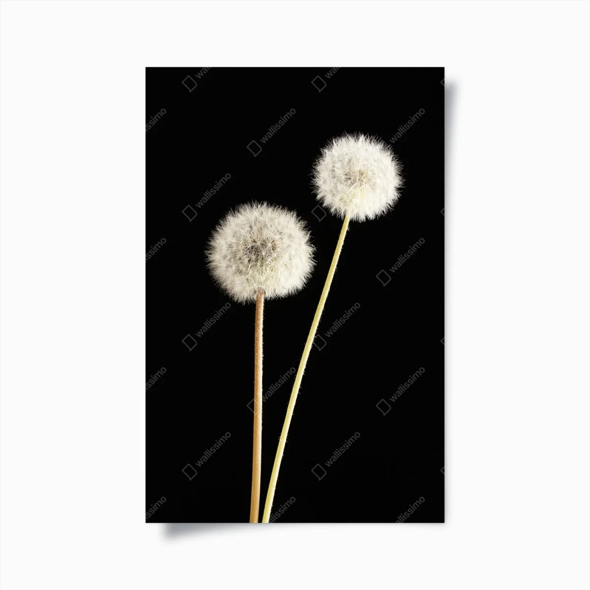 Poster zarte löwenzahnsamen auf schwarzem hintergrund – Wallnifity® Poster zarte löwenzahnsamen auf schwarzem hintergrund – Wallnifity®