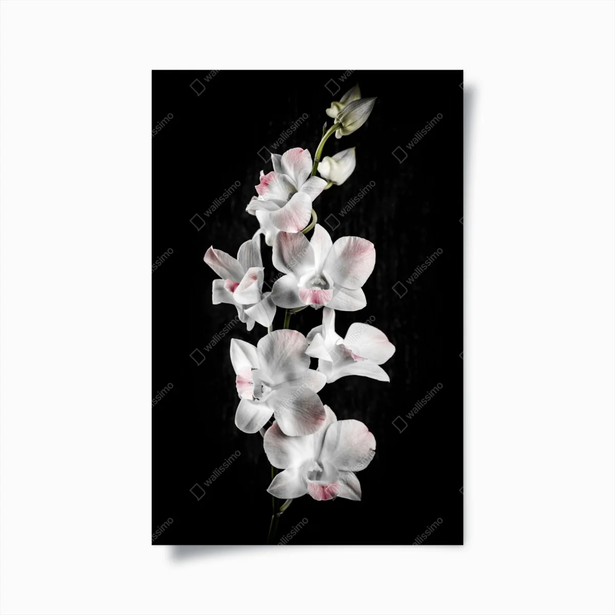 Poster weiße und rosa orchidee vor schwarzem hintergrund – Wallnifity®