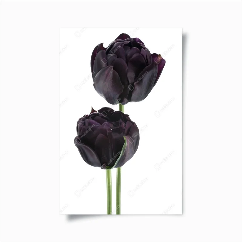 Poster dunkle violette tulpen auf weißem hintergrund