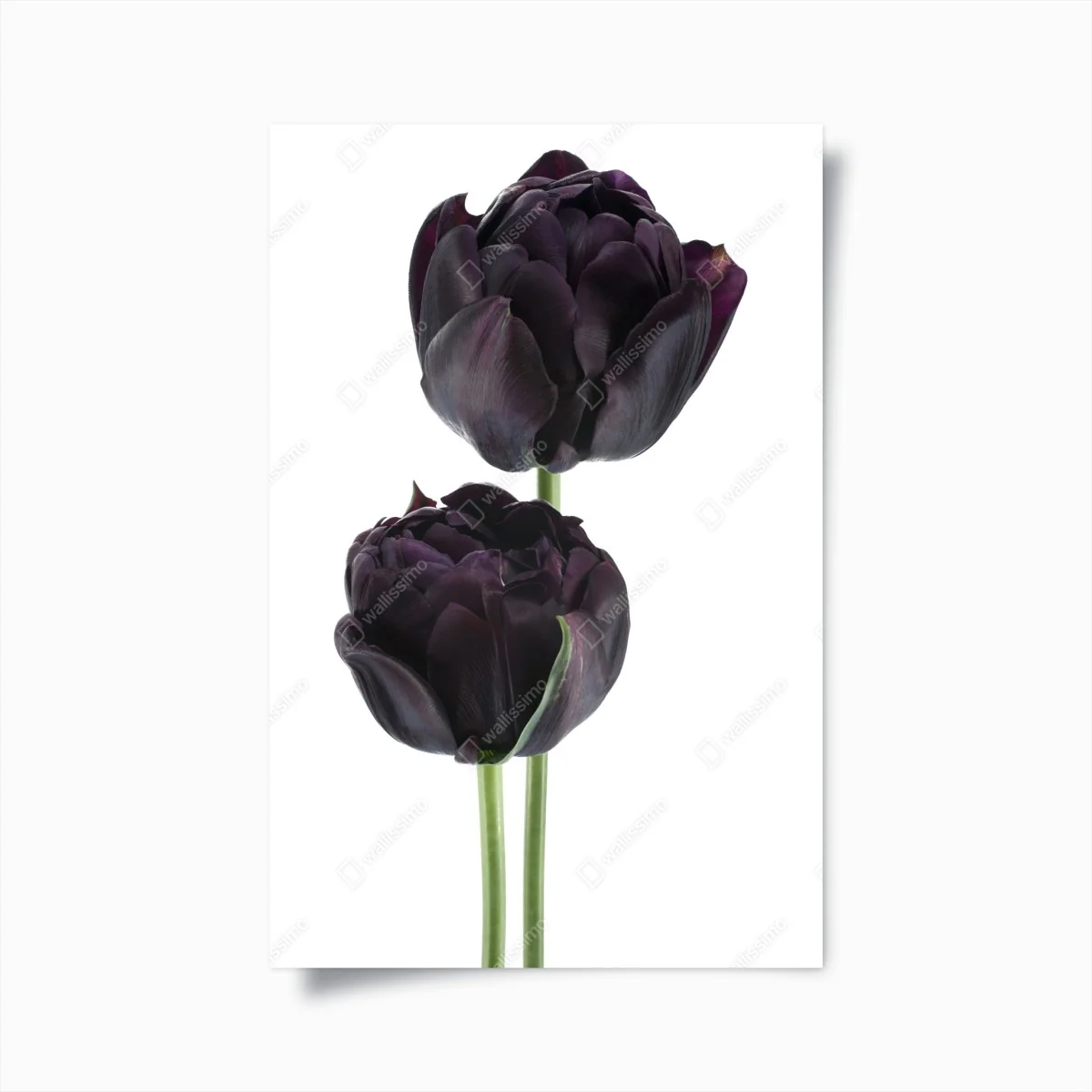 Poster dunkle violette tulpen auf weißem hintergrund – Wallnifity® Poster dunkle violette tulpen auf weißem hintergrund – Wallnifity®