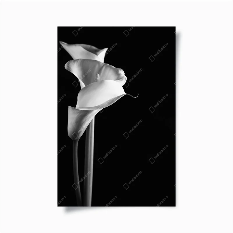 Poster elegante calla in monochrom