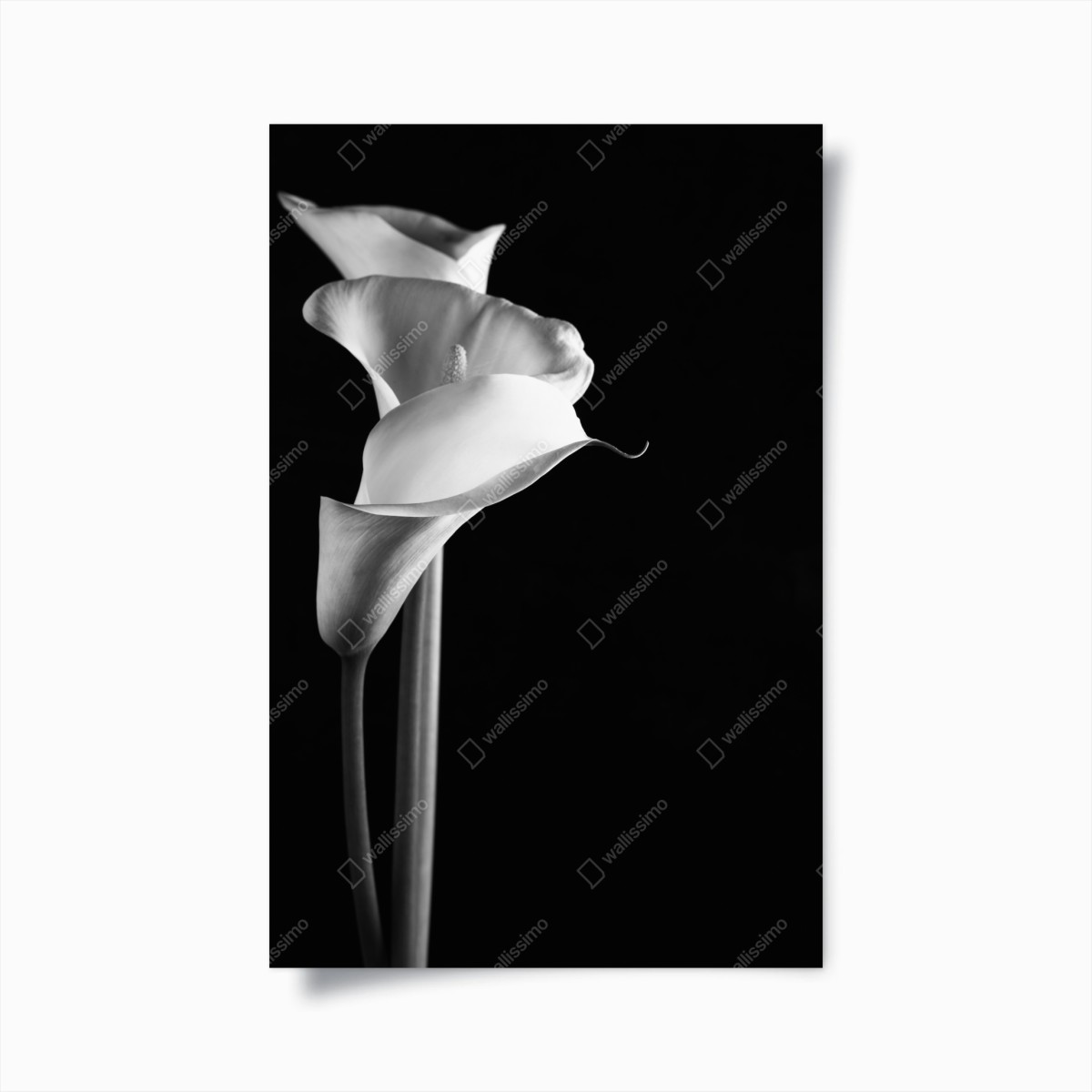 Poster elegante calla in monochrom – Wallnifity® Poster elegante calla in monochrom – Wallnifity®