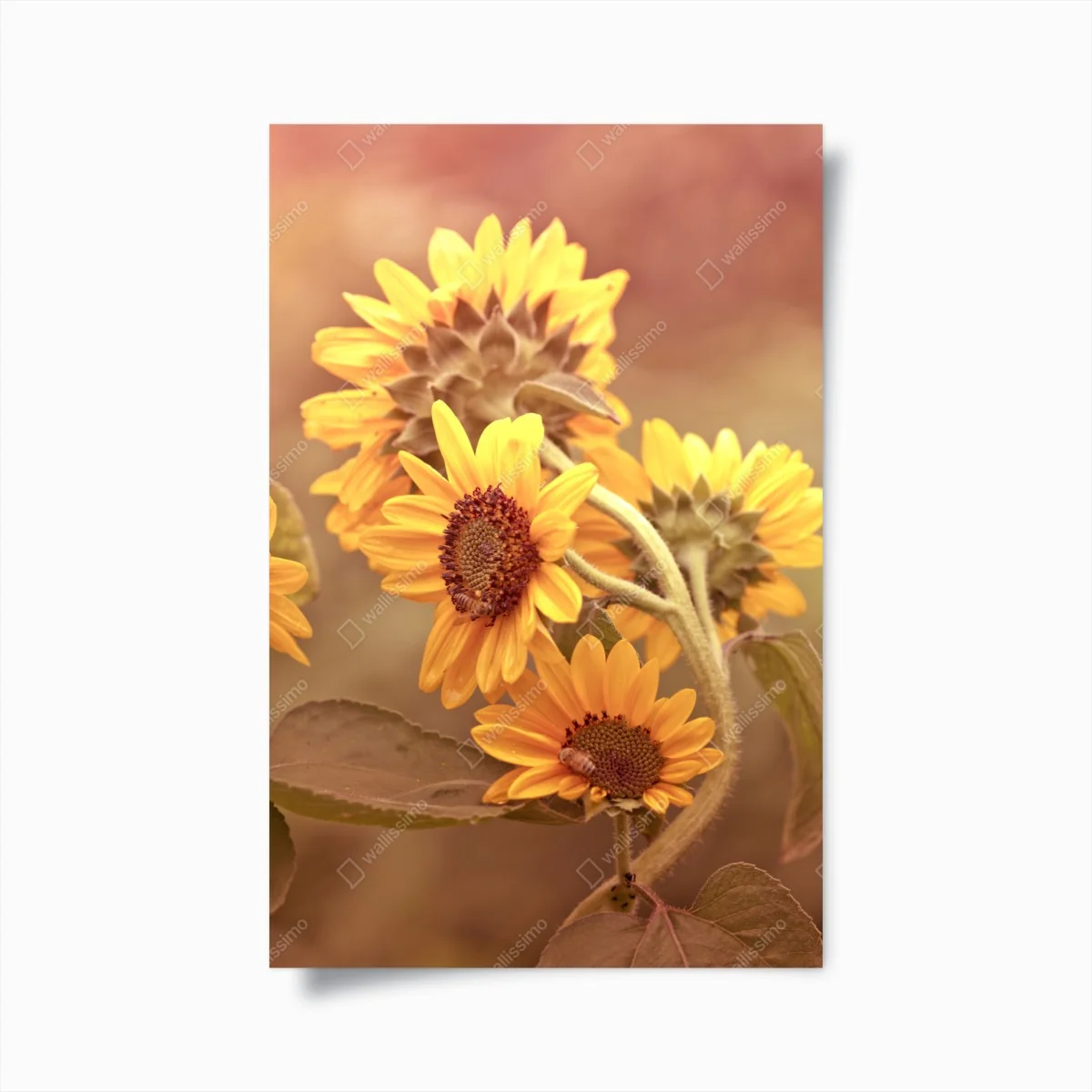 Poster vintage sonnenblumen in warmem licht – Wallnifity®