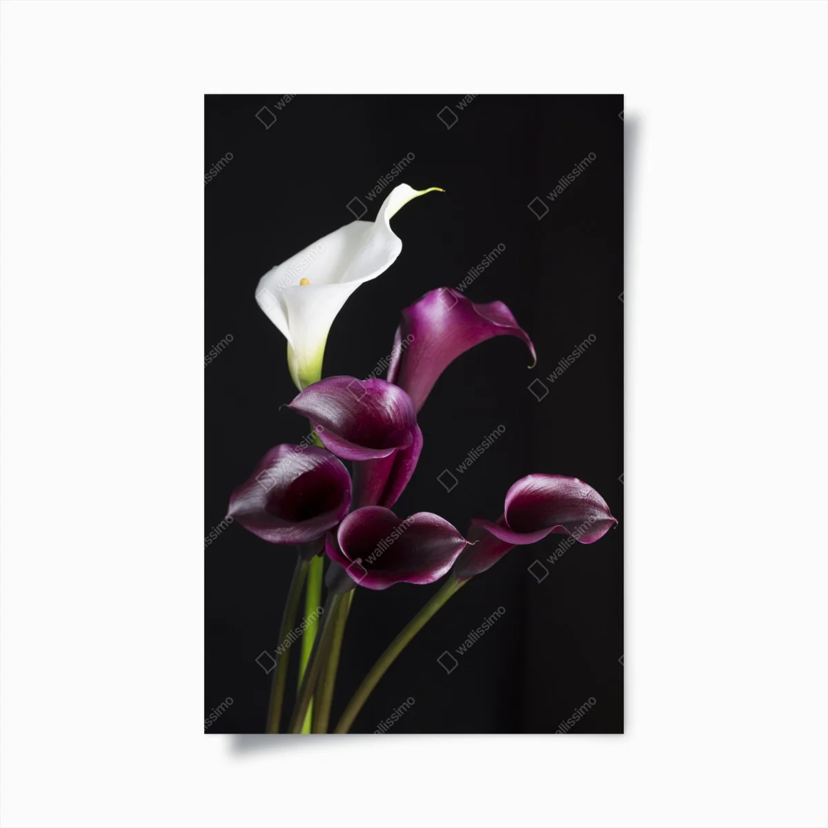 Poster elegante violette und weiße callas – Wallnifity® Poster elegante violette und weiße callas – Wallnifity®