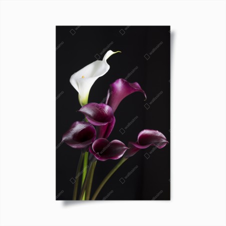Poster elegante violette und weiße callas – Wallnifity®