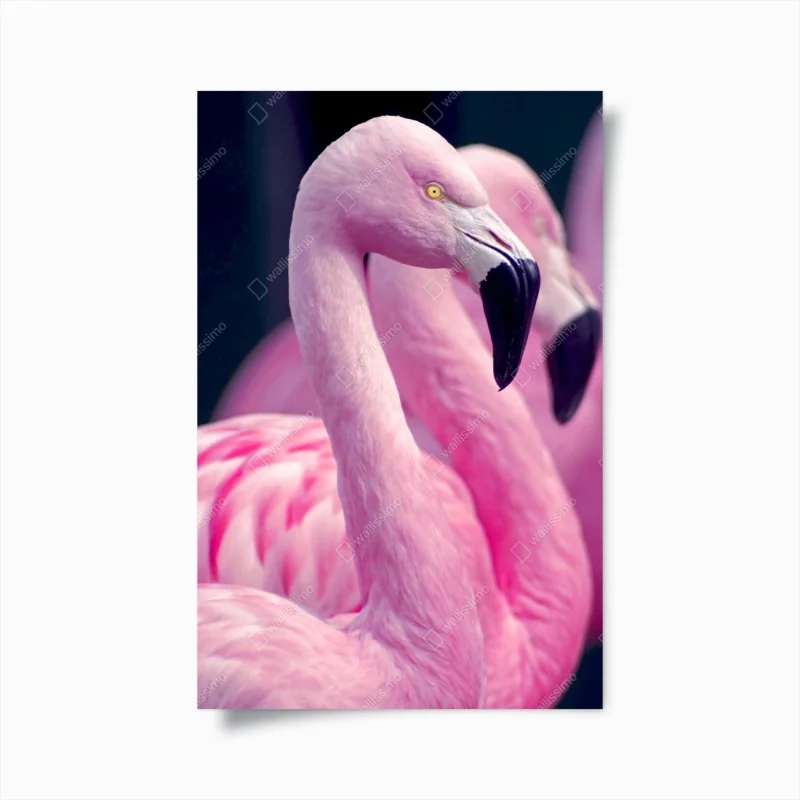 Poster anmutiges rosa flamingo-porträt