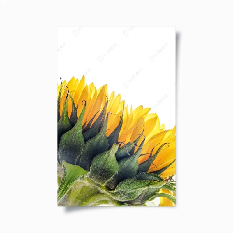 Poster sonnenblume in der ecke auf weißem hintergrund