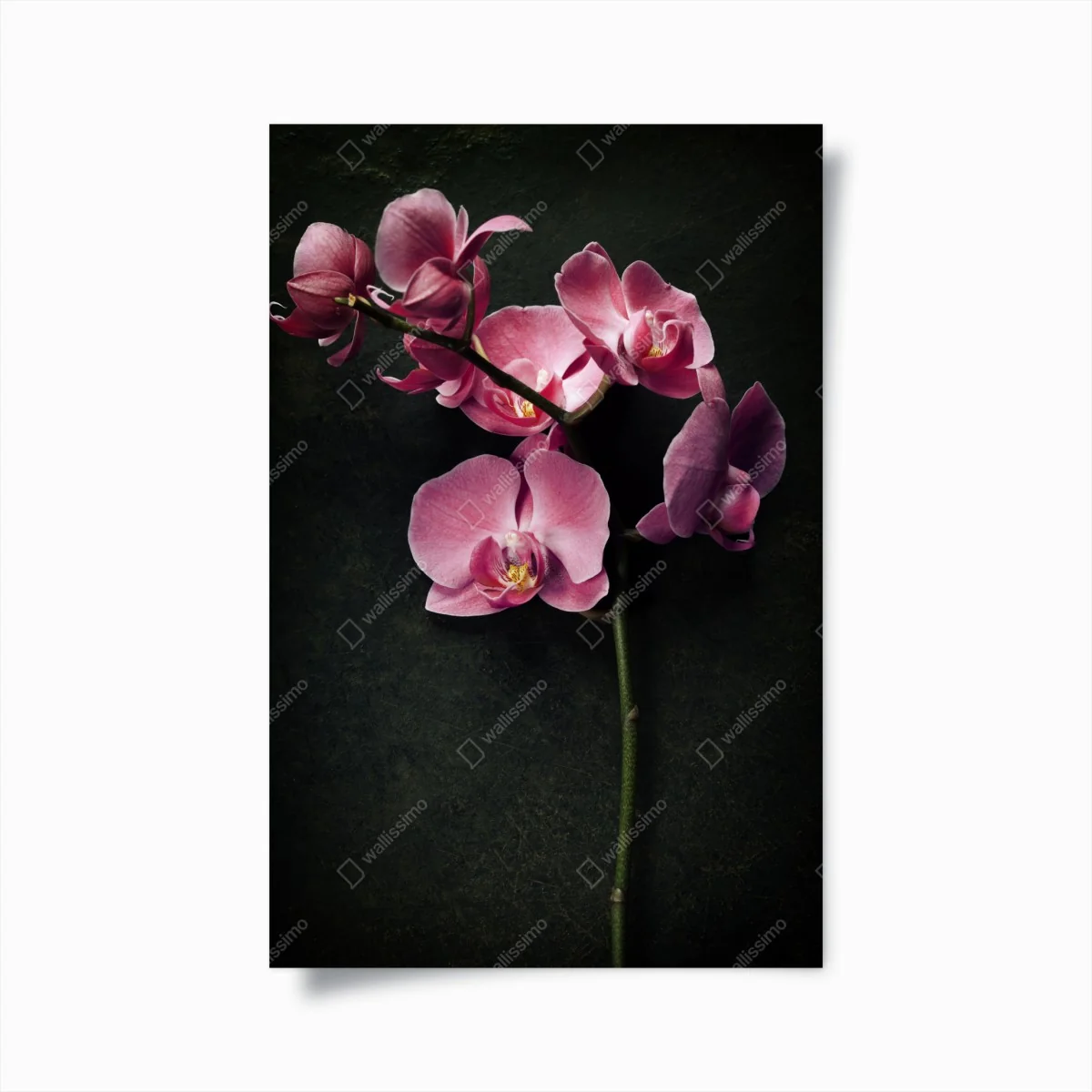 Poster rosa orchidee vor dunklem vintage-hintergrund – Wallnifity®