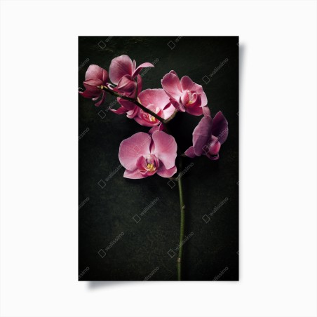 Poster rosa orchidee vor dunklem vintage-hintergrund – Wallnifity®