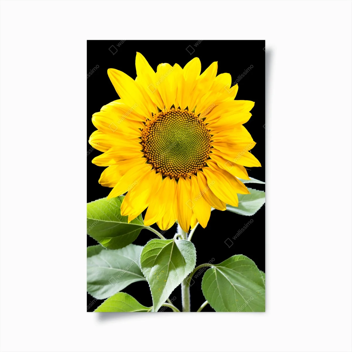 Poster leuchtende sonnenblume vor schwarzem hintergrund – Wallnifity® Poster leuchtende sonnenblume vor schwarzem hintergrund – Wallnifity®