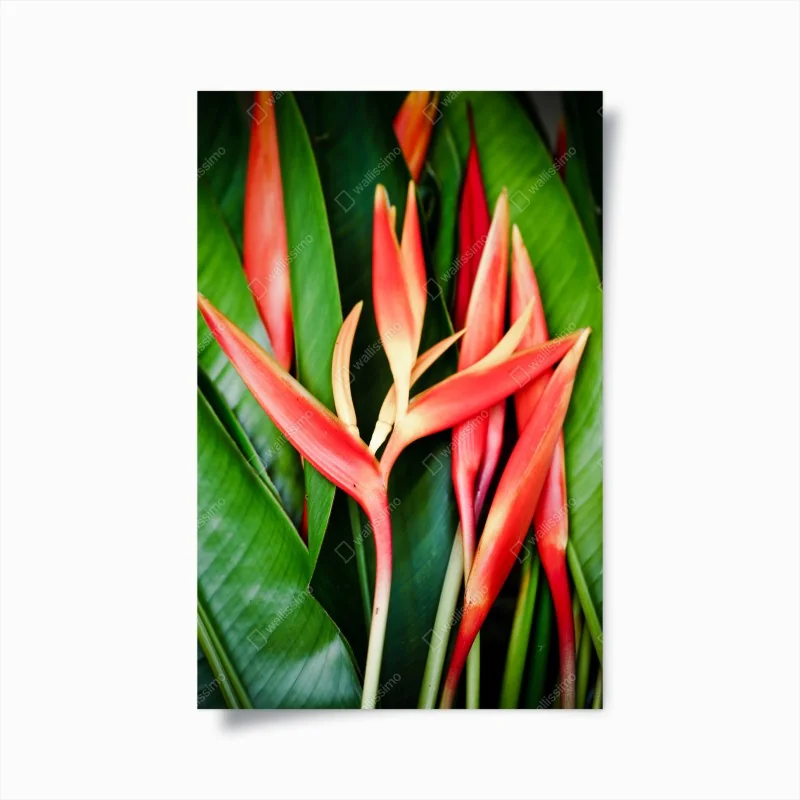 Poster leuchtende tropische heliconia-blüten