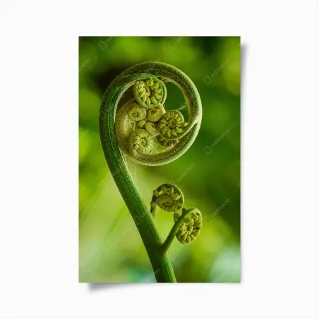 Poster grüne farnknospe makroaufnahme – Wallnifity®