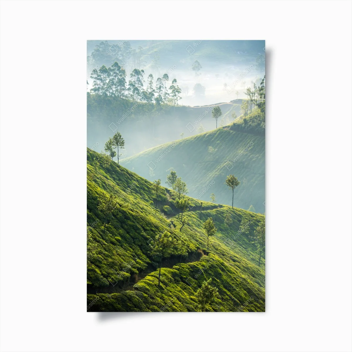 Poster neblige teeplantagen auf den hügeln von Munnar – Wallnifity®