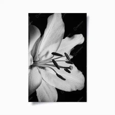Poster monochrome lilie nahaufnahme – Wallnifity®