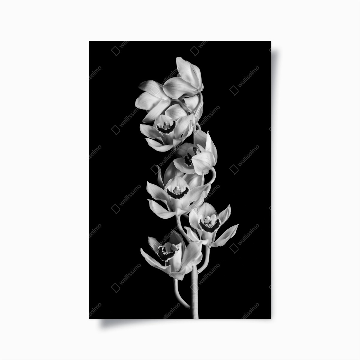 Poster eleganter monochromer orchideenstiel – Wallnifity® Poster eleganter monochromer orchideenstiel – Wallnifity®