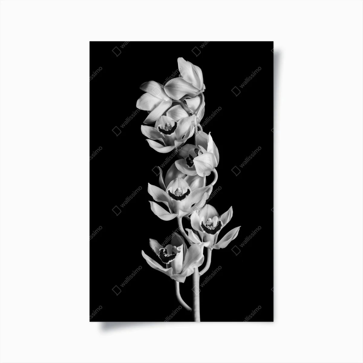 Poster eleganter monochromer orchideenstiel – Wallnifity®