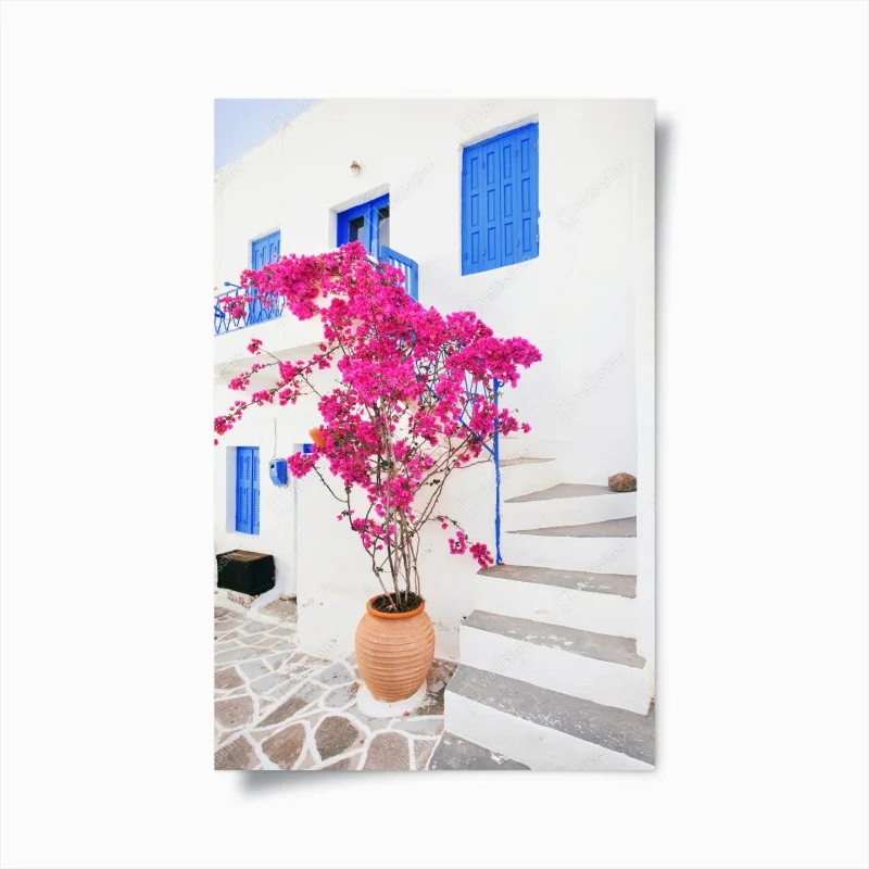 Poster rosa bougainvillea vor weißem haus auf griechischer insel