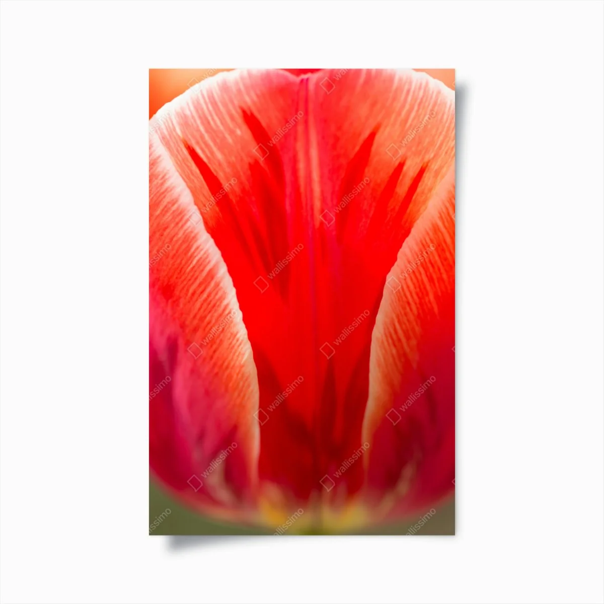 Poster leuchtende rote tulpen nahaufnahme – Wallnifity®