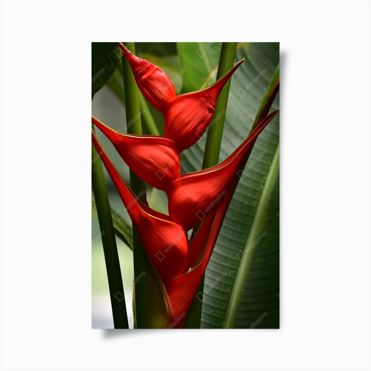 Poster leuchtende rote heliconia blüte – Wallnifity®