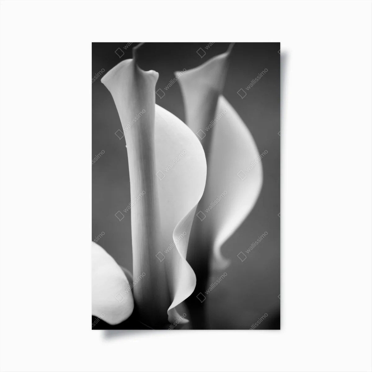 Poster elegante calla-lilien in monochrom – Wallnifity® Poster elegante calla-lilien in monochrom – Wallnifity®