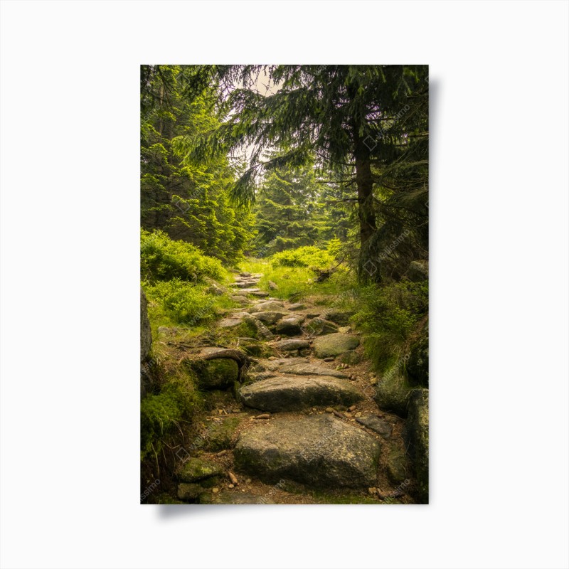 Poster ruhiger waldweg durch nadelwald