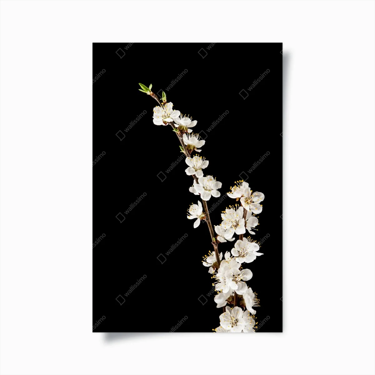 Poster zarter zweig mit aprikosenblüten auf schwarzem hintergrund – Wallnifity® Poster zarter zweig mit aprikosenblüten auf schwarzem hintergrund – Wallnifity®