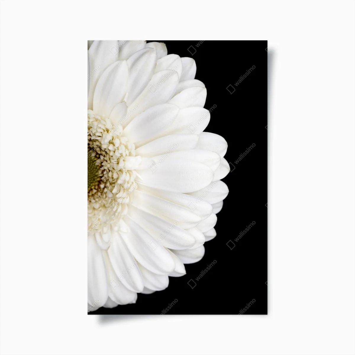 Poster weiße gerbera auf schwarzem hintergrund minimalistische nahaufnahme – Wallnifity® Poster weiße gerbera auf schwarzem hintergrund minimalistische nahaufnahme – Wallnifity®