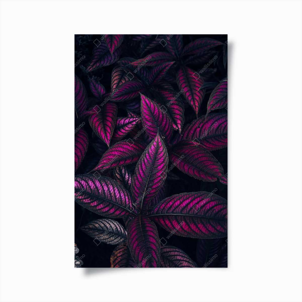 Poster leuchtendes violettes blättermotiv – Wallnifity®