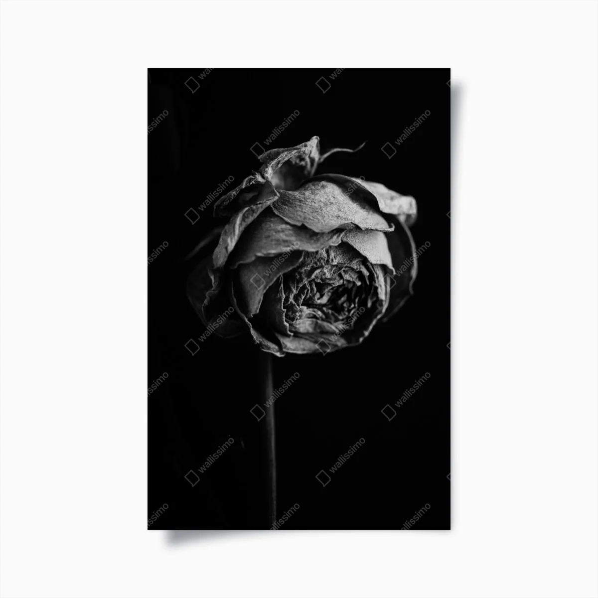 Poster monochrome getrocknete rose – Wallnifity®