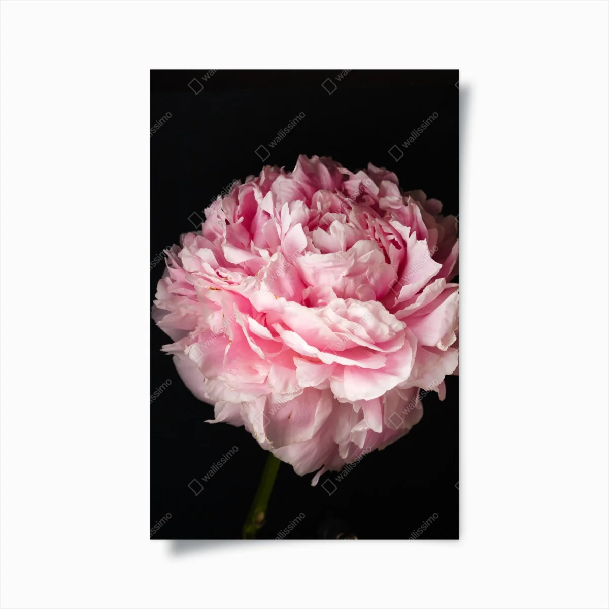 Poster zarte rosa pfingstrose nahaufnahme – Wallnifity® Poster zarte rosa pfingstrose nahaufnahme – Wallnifity®