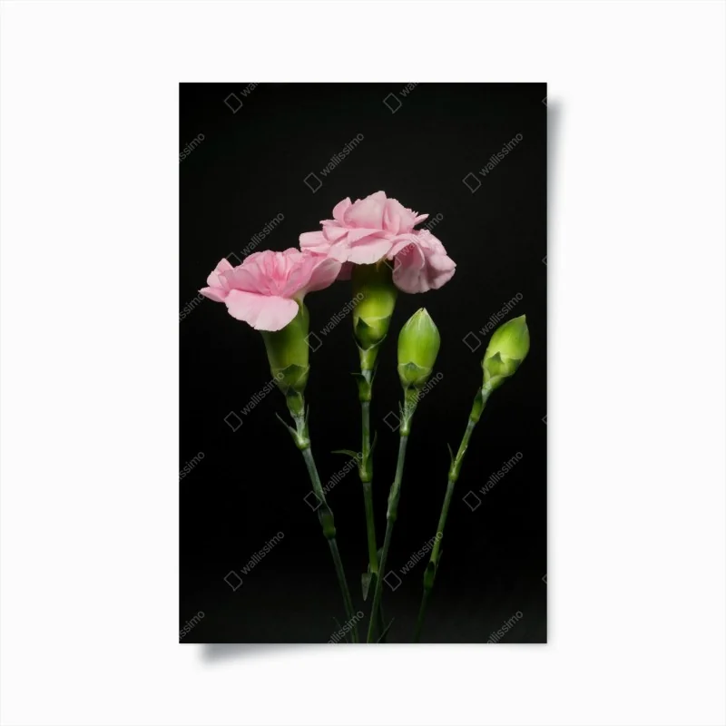 Poster rosa nelken vor schwarzem hintergrund – Wallnifity® Poster rosa nelken vor schwarzem hintergrund – Wallnifity®