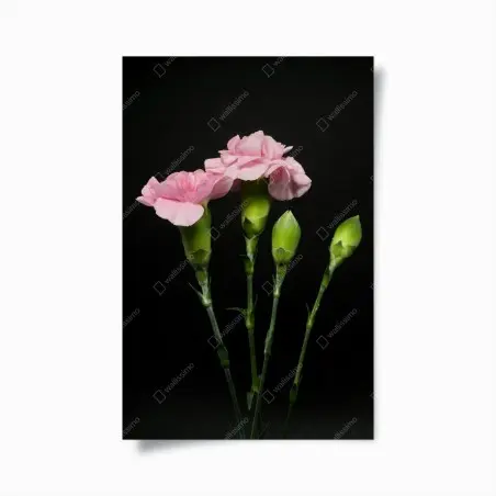 Poster rosa nelken vor schwarzem hintergrund – Wallnifity®