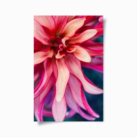 Poster vibrantes rosa blütenmakro – Wallnifity®