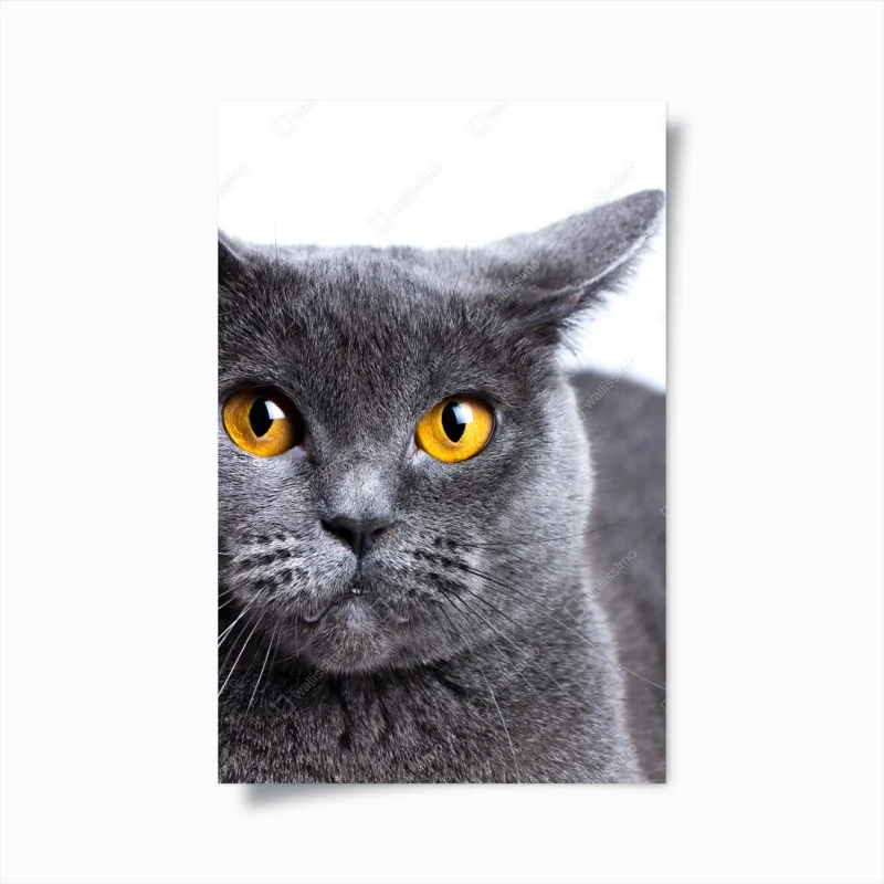 Poster alpenwiese und bergpfad – Wallnifity®