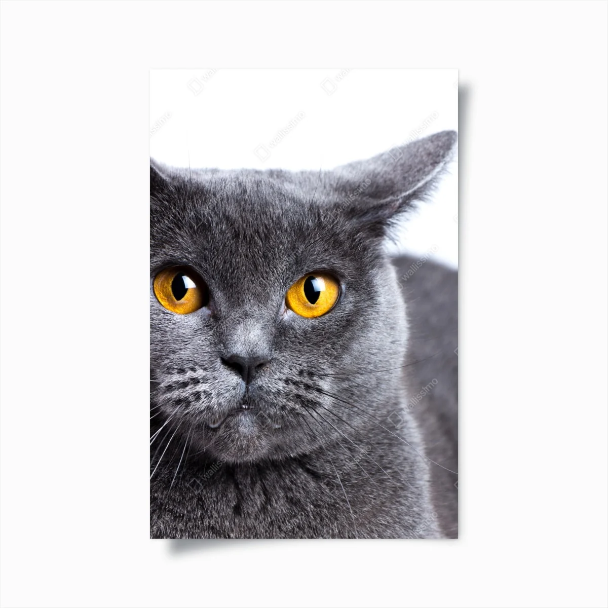 Poster ausdrucksstarkes porträt einer grauen katze mit goldenen augen – Wallnifity® Poster ausdrucksstarkes porträt einer grauen katze mit goldenen augen – Wallnifity®