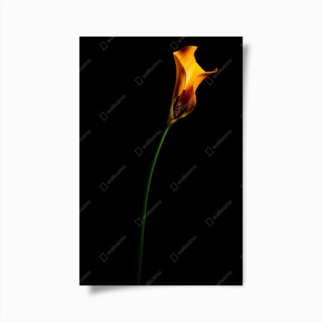 Poster goldene calla auf schwarzem hintergrund – Wallnifity®