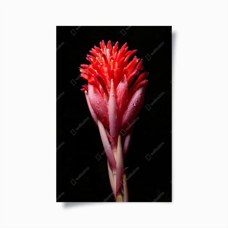 Poster Manhattan Bridge im rahmen einer gepflasterten straße – Wallnifity®