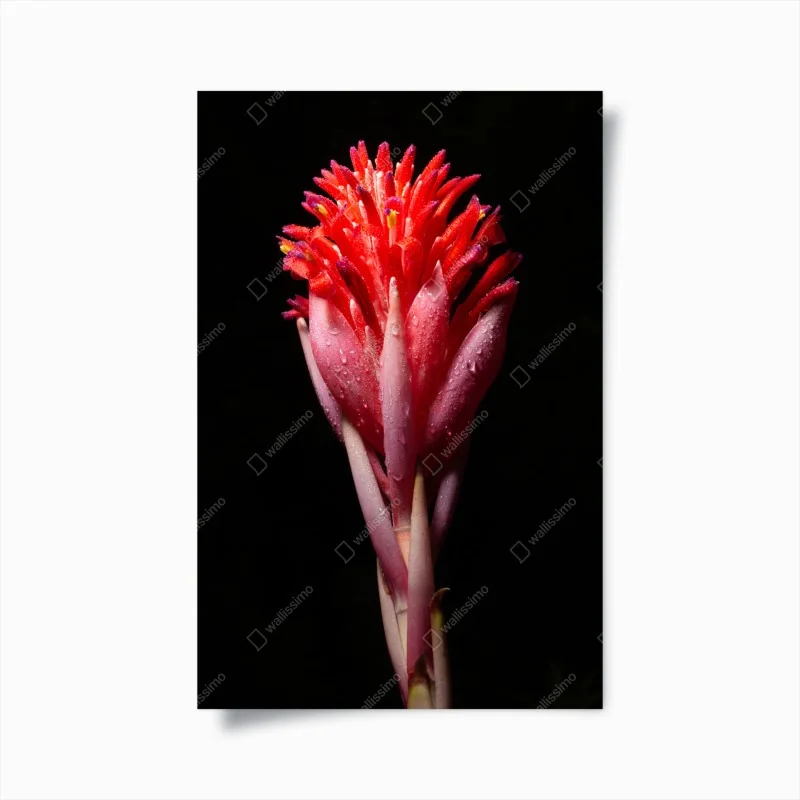 Poster leuchtende rosa blüte vor schwarzem hintergrund