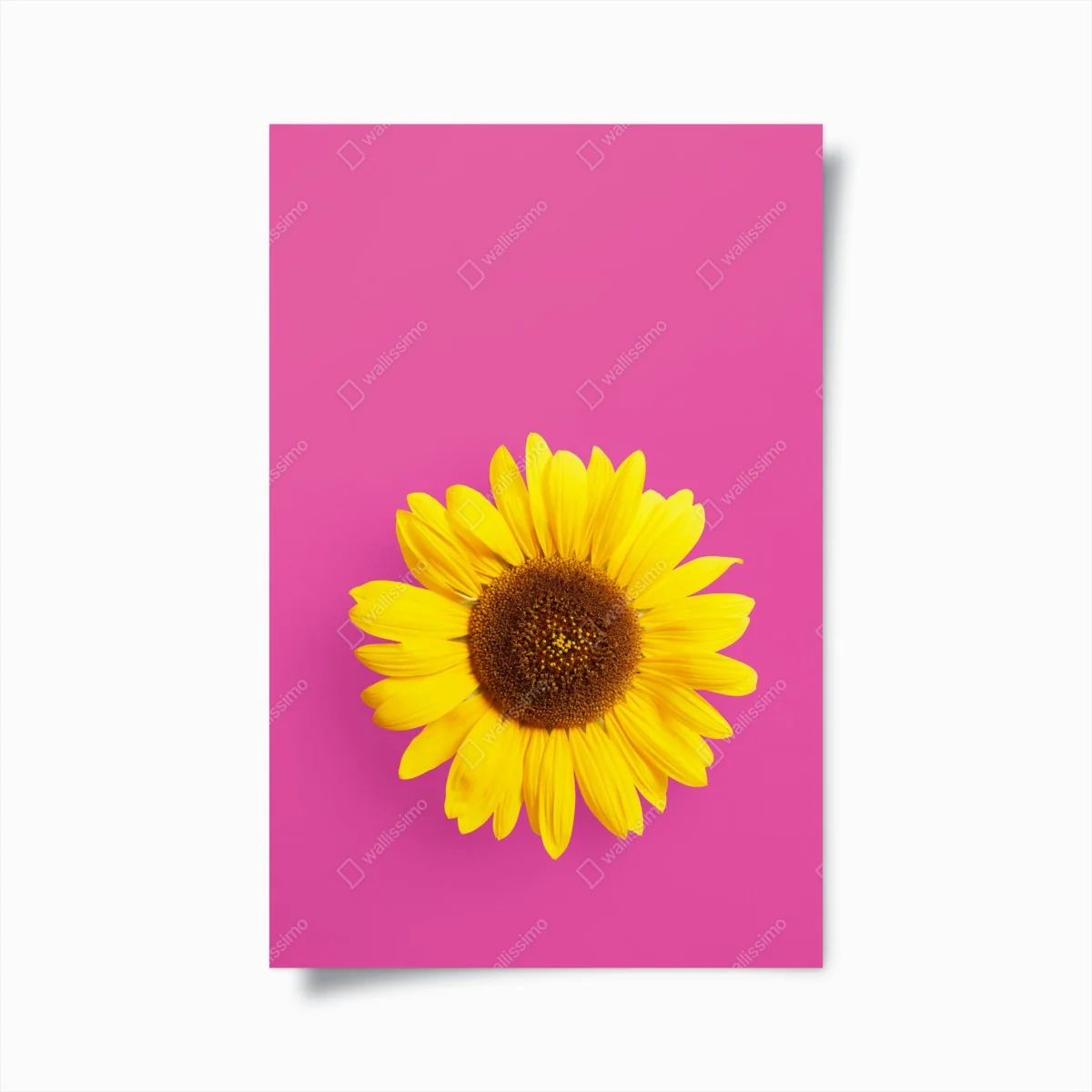 Poster leuchtende sonnenblume auf rosa hintergrund – Wallnifity® Poster leuchtende sonnenblume auf rosa hintergrund – Wallnifity®