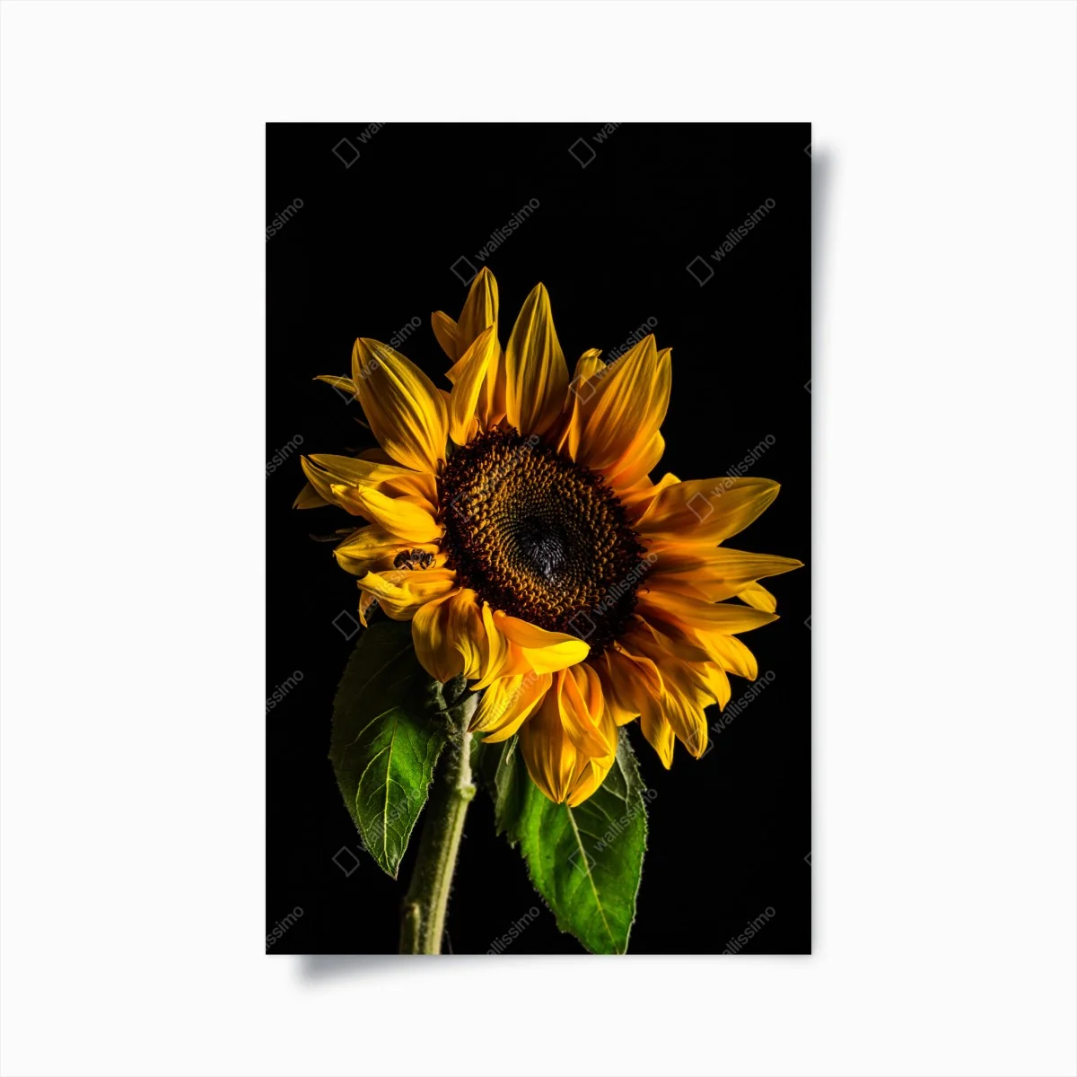 Poster goldene sonnenblume in nahaufnahme – Wallnifity® Poster goldene sonnenblume in nahaufnahme – Wallnifity®