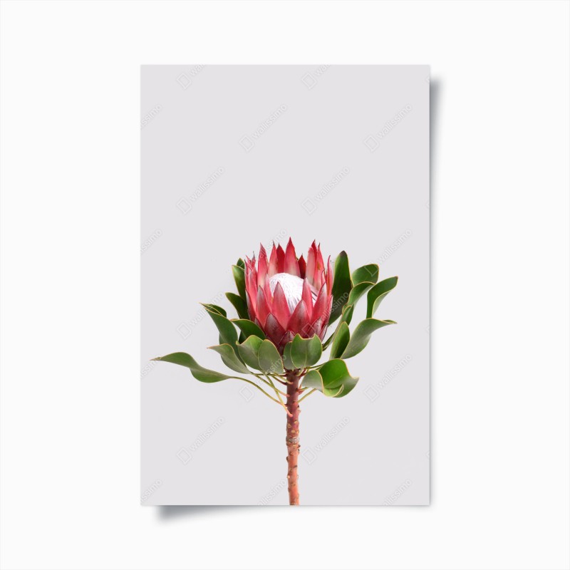 Poster rosa protea auf neutralem hintergrund