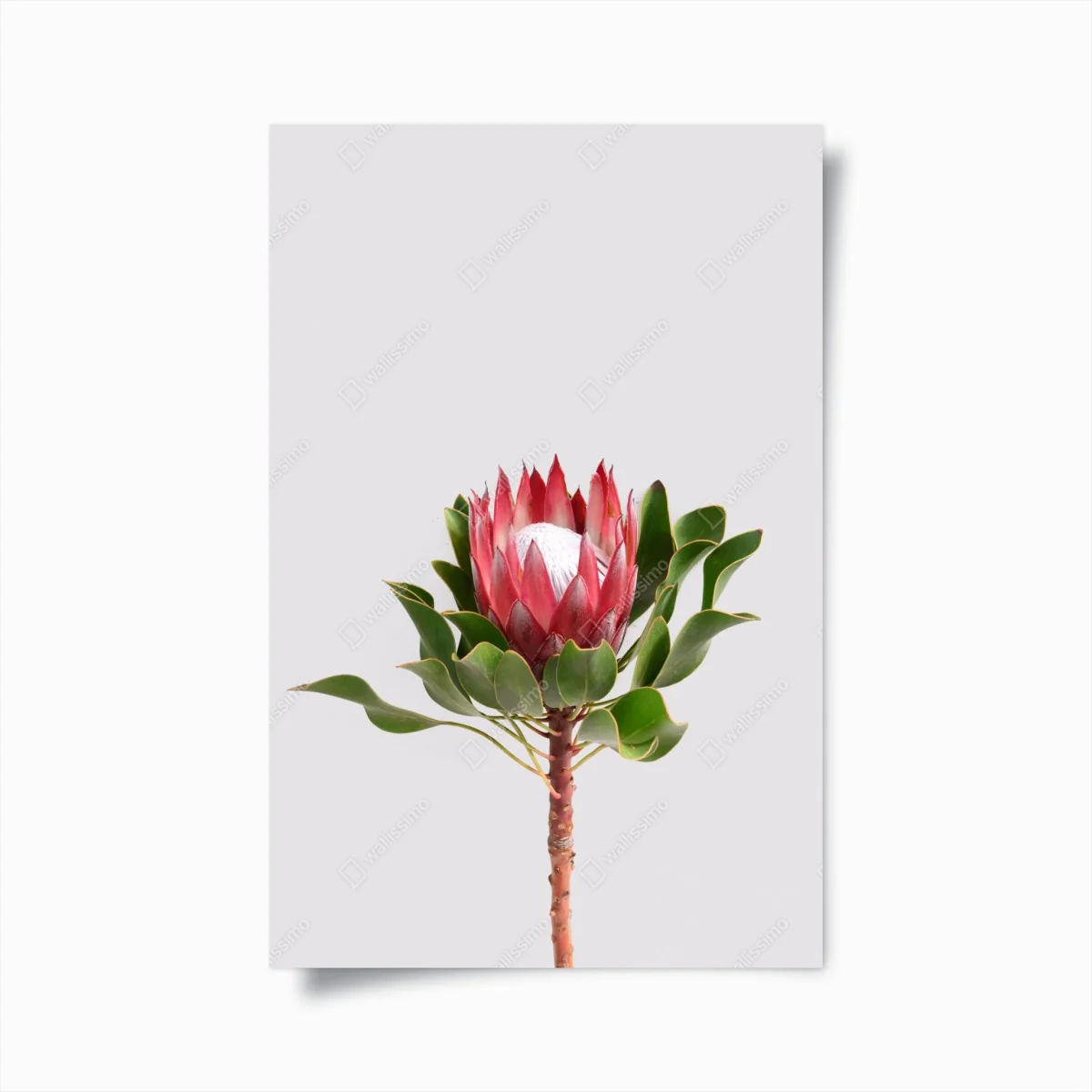 Poster rosa protea auf neutralem hintergrund – Wallnifity® Poster rosa protea auf neutralem hintergrund – Wallnifity®