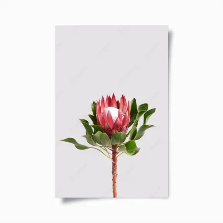 Poster rosa protea auf neutralem hintergrund – Wallnifity®