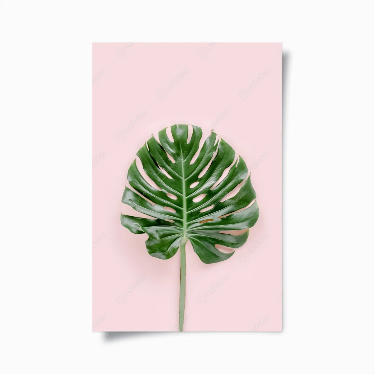 Poster monstera-blatt auf pastell-rosa hintergrund – Wallnifity®