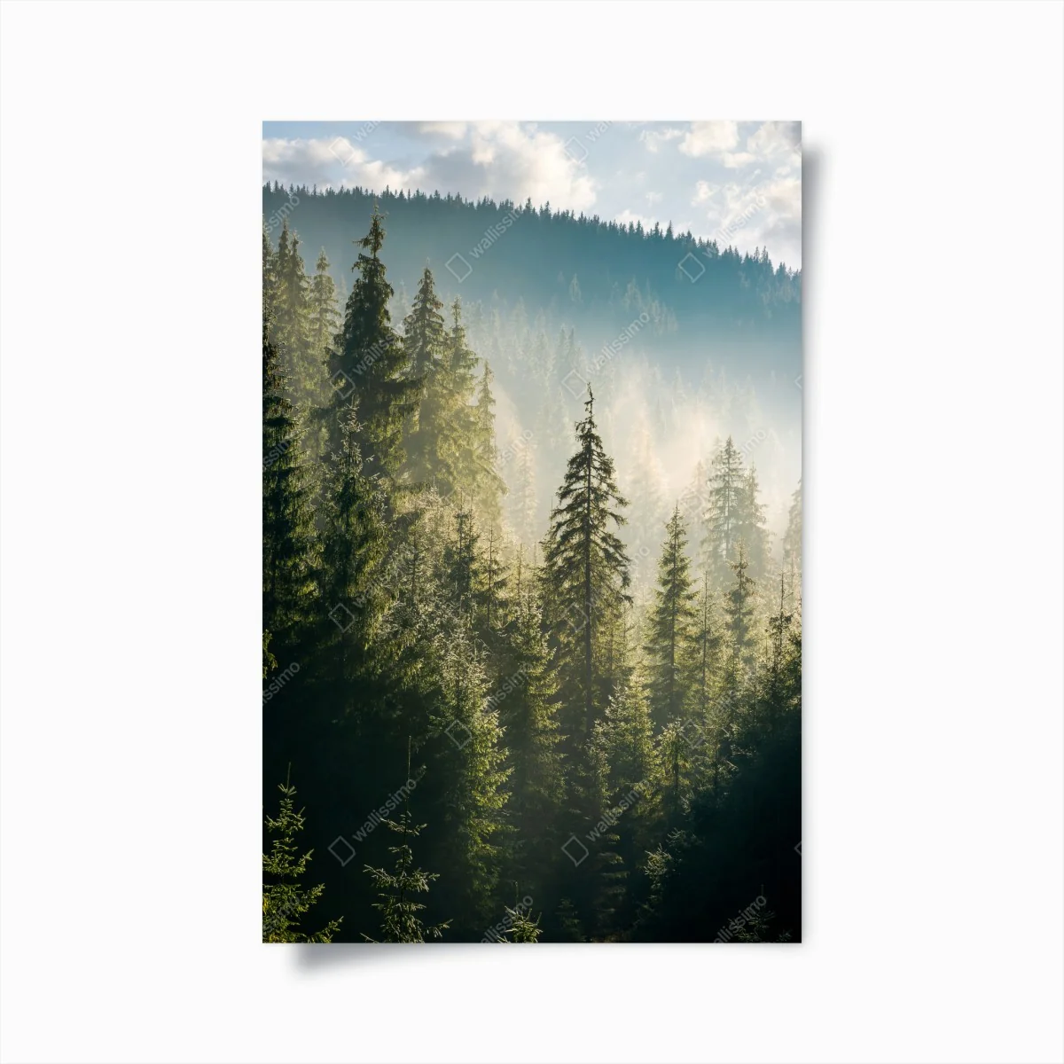 Poster nebliger fichtenwald im morgenlicht – Wallnifity® Poster nebliger fichtenwald im morgenlicht – Wallnifity®