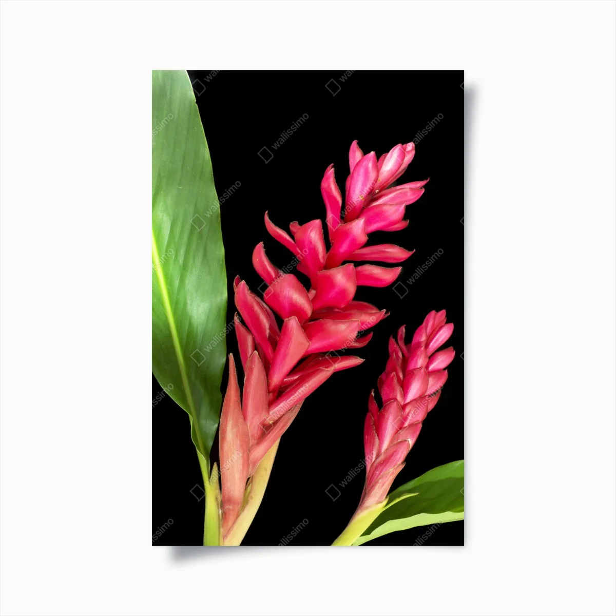 Poster leuchtende zier-ingwer-blüte auf schwarzem hintergrund – Wallnifity® Poster leuchtende zier-ingwer-blüte auf schwarzem hintergrund – Wallnifity®