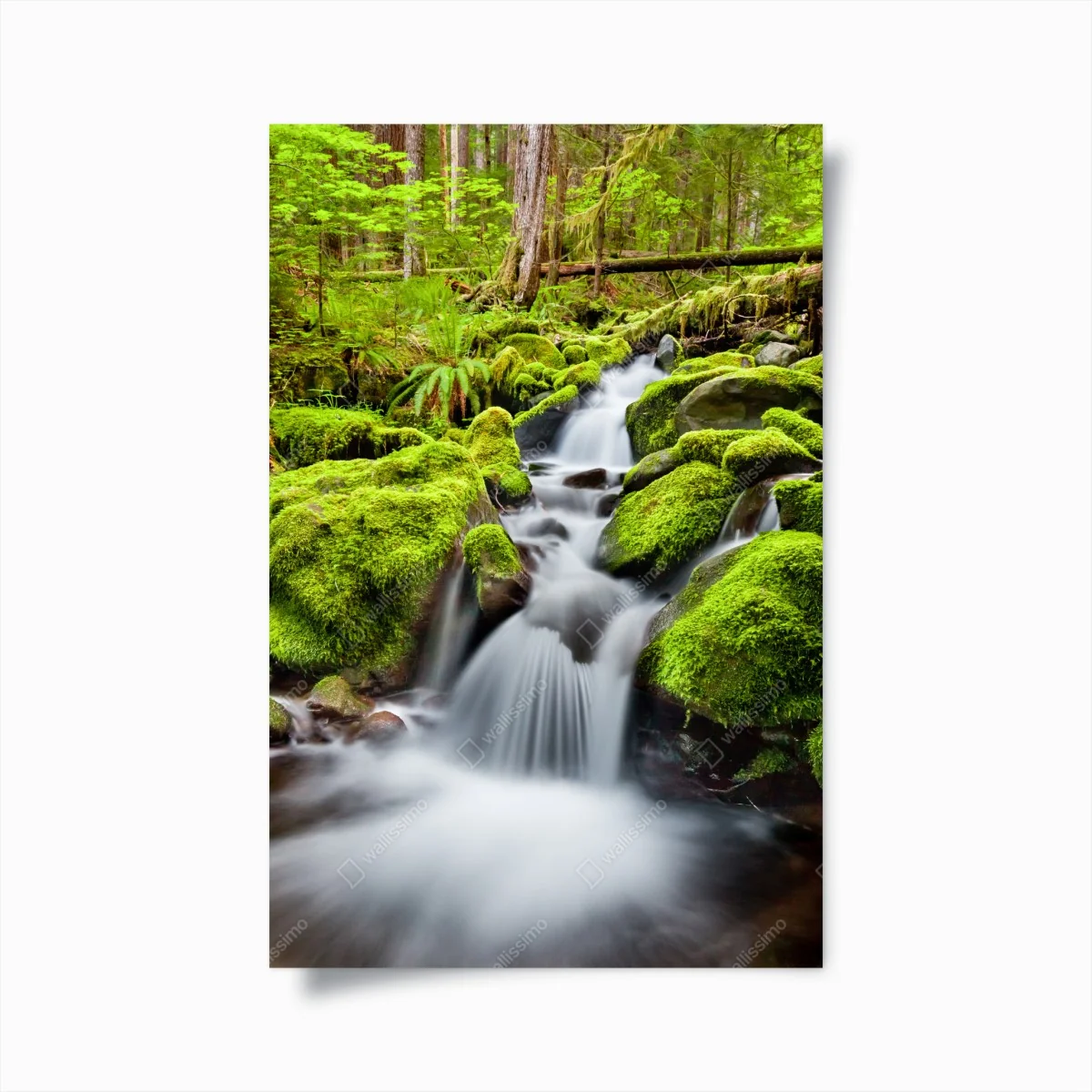 Poster moosbedeckter bach bei Sol Duc Falls – Wallnifity® Poster moosbedeckter bach bei Sol Duc Falls – Wallnifity®